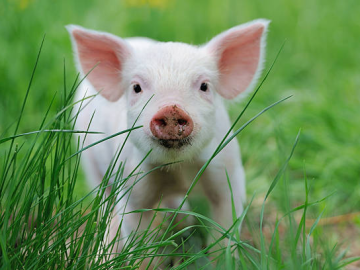 Swine