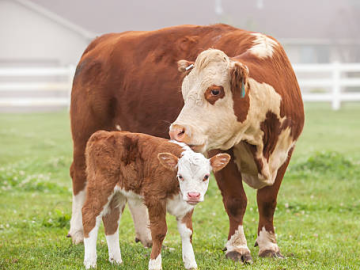 Ruminant 