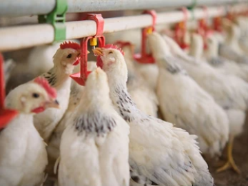 ĐÁNH GIÁ VÀ KIỂM SOÁT CHẤT LƯỢNG NƯỚC TRONG CHĂN NUÔI GIA CẦM