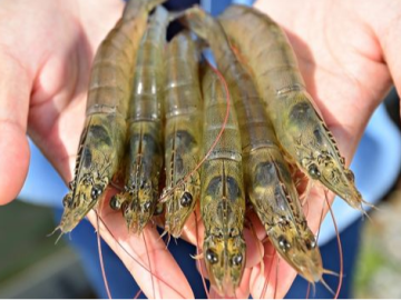 Shrimp