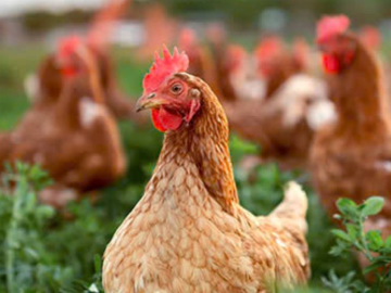 Poultry 