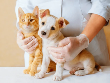 Companion Animal